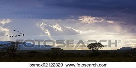 "View of the Samburu National Park at dusk, Samburu National Reserve, Kenya, East Africa, PublicGround, Africa" View Large Photo Image Stock Photo - "View of the Samburu National Park at dusk, Samburu National Reserve, Kenya, East Africa, PublicGround, Africa". Fotosearch