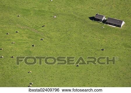 "View of the Seealp on Lake Seealpsee, cows, Appenzell, Alpstein, Switzerland, Europe" View Large Photo Image Stock Photograph - "View of the Seealp on Lake Seealpsee, cows, Appenzell, Alpstein, Switzerland, Europe". Fotosearch