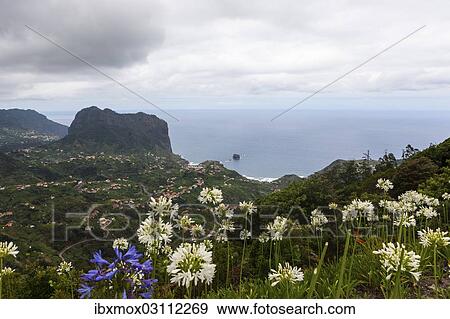 "View over Faial towards Penha d'Aguia or Eagle Rock, with Lily of the Nile (Agapanthus) at the front, Santana, Porto Moniz, Ilha da Madeira, Portugal, Europe" View Large Photo Image Stock Photo - "View over Faial towards Penha d'Aguia or Eagle Rock, with Lily of the Nile (Agapanthus) at the front, Santana, Porto Moniz, Ilha da Madeira, Portugal, Europe". Fotosearch