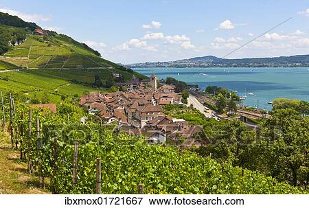 "View over the vineyards on Twann village, Lake Biel, Canton Bern, Switzerland, Europe" View Large Photo Image Stock Photo - "View over the vineyards on Twann village, Lake Biel, Canton Bern, Switzerland, Europe". Fotosearch