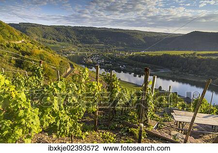"View over vineyards towards the Moselle River and Senheim, Mesenich, Cochem-Zell district, in Rhineland-Palatinate, Germany, Europe" View Large Photo Image Stock Image - "View over vineyards towards the Moselle River and Senheim, Mesenich, Cochem-Zell district, in Rhineland-Palatinate, Germany, Europe". Fotosearch
