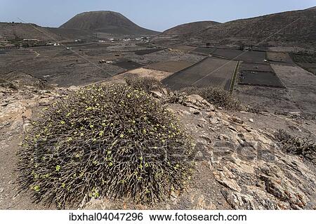 "Views across Valle Guinate, Monte Corona at the back, Guinate, Lanzarote, Canary Islands, Spain, Europe" View Large Photo Image Stock Photograph - "Views across Valle Guinate, Monte Corona at the back, Guinate, Lanzarote, Canary Islands, Spain, Europe". Fotosearch