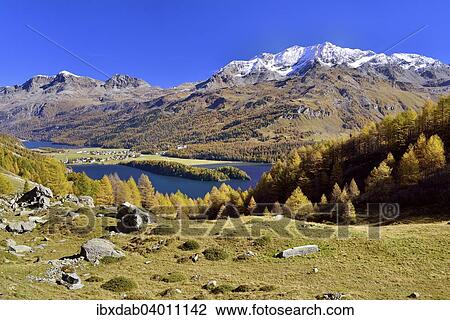 "Views of Lake Sils and Piz Corvatsch in autumnal Upper Engadine, Sils-Baselgia, Sils-Maria, Engadin, Grisons, Switzerland, Europe" View Large Photo Image Stock Image - "Views of Lake Sils and Piz Corvatsch in autumnal Upper Engadine, Sils-Baselgia, Sils-Maria, Engadin, Grisons, Switzerland, Europe". Fotosearch