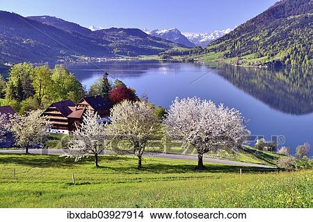 "Views of Morgarten on Aegerisee, flowering cherry trees in the foreground, Oberageri, Canton of Zug, Switzerland, Europe" View Large Photo Image Picture - "Views of Morgarten on Aegerisee, flowering cherry trees in the foreground, Oberageri, Canton of Zug, Switzerland, Europe". Fotosearch