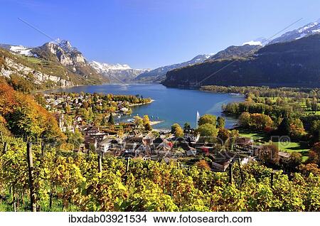 "Views of the autumnal Weesen on Walensee, vineyard in the foreground, Weesen, Canton of St. Gallen, Switzerland, Europe" View Large Photo Image Picture - "Views of the autumnal Weesen on Walensee, vineyard in the foreground, Weesen, Canton of St. Gallen, Switzerland, Europe". Fotosearch