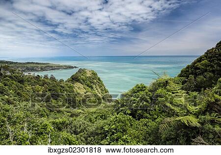 "Views over dense vegetation towards the green sea on the West Coast, Irimahuwhero Lookout, Paparoa National Park, South Island, New Zealand, Oceania" View Large Photo Image Stock Photo - "Views over dense vegetation towards the green sea on the West Coast, Irimahuwhero Lookout, Paparoa National Park, South Island, New Zealand, Oceania". Fotosearch