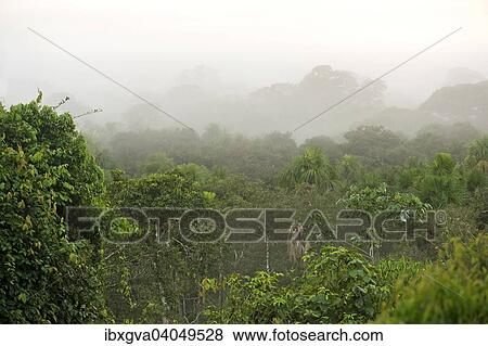 "Views over the treetops of the rainforest at dawn, Tambopata Nature Reserve, Madre de Dios Region, Peru, South America" View Large Photo Image Stock Photo - "Views over the treetops of the rainforest at dawn, Tambopata Nature Reserve, Madre de Dios Region, Peru, South America". Fotosearch