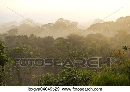 "Views over the treetops of the rainforest at dawn, Tambopata Nature Reserve, Madre de Dios Region, Peru, South America" View Large Photo Image Stock Photo - "Views over the treetops of the rainforest at dawn, Tambopata Nature Reserve, Madre de Dios Region, Peru, South America". Fotosearch