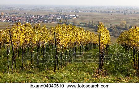 "Views over the vineyards of the wine town of Hainfeld, Southern Palatinate, Palatinate, Rhineland-Palatinate, Germany, Europe" View Large Photo Image Stock Image - "Views over the vineyards of the wine town of Hainfeld, Southern Palatinate, Palatinate, Rhineland-Palatinate, Germany, Europe". Fotosearch