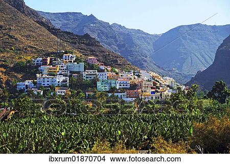 "Village of La Calera and a banana plantation, Fei banana (Musa troglodytarum), Valle de Gran Rey Valley, La Gomera, Canary Islands, Spain, Europe" View Large Photo Image Picture - "Village of La Calera and a banana plantation, Fei banana (Musa troglodytarum), Valle de Gran Rey Valley, La Gomera, Canary Islands, Spain, Europe". Fotosearch