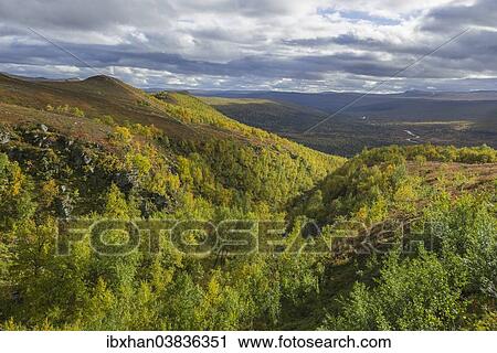 "Vindelfjallen in autumn, Vasterbotten County, Sweden, Europe" View Large Photo Image Stock Image - "Vindelfjallen in autumn, Vasterbotten County, Sweden, Europe". Fotosearch