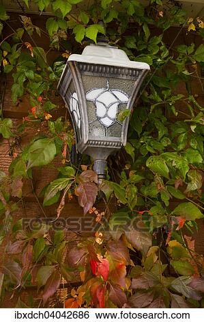 "Vine covered house lamp in autumn, Magog, Eastern Townships, Quebec, Canada, North America" View Large Photo Image Stock Photograph - "Vine covered house lamp in autumn, Magog, Eastern Townships, Quebec, Canada, North America". Fotosearch
