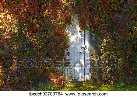 "Vine covered old door in autumn, Hatley, Eastern Townships, Quebec, Canada, North America" View Large Photo Image Picture - "Vine covered old door in autumn, Hatley, Eastern Townships, Quebec, Canada, North America". Fotosearch
