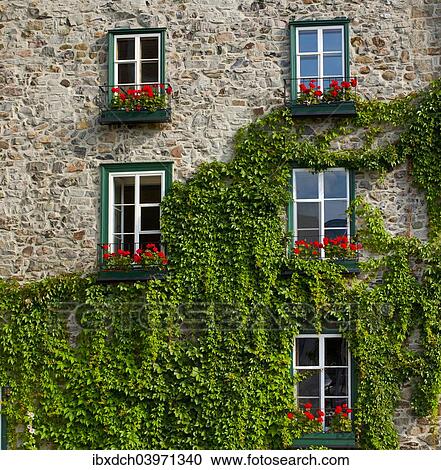 "Vine covered stone house and windows, Quebec City, Quebec, Canada, North America" View Large Photo Image Stock Image - "Vine covered stone house and windows, Quebec City, Quebec, Canada, North America". Fotosearch
