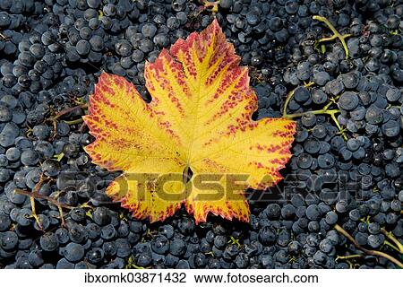 Stock Image - "Vine leaf with autumn colours on grapes, Baden-Wurttemberg, Germany, Europe". Fotosearch