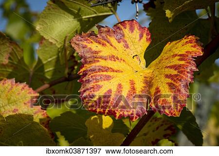 Stock Photo - "Vine leaf with autumn colours on the vine, Baden-Wurttemberg, Germany, Europe". Fotosearch