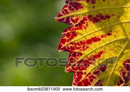 Stock Image - "Vine leaf with autumnal colours, Baden-Wurttemberg, Germany, Europe". Fotosearch