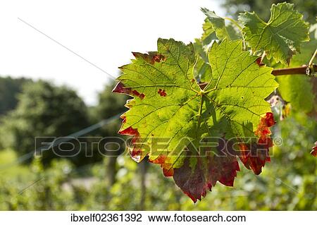 "Vine leaves, vine in a vineyard" View Large Photo Image Stock Image - "Vine leaves, vine in a vineyard". Fotosearch