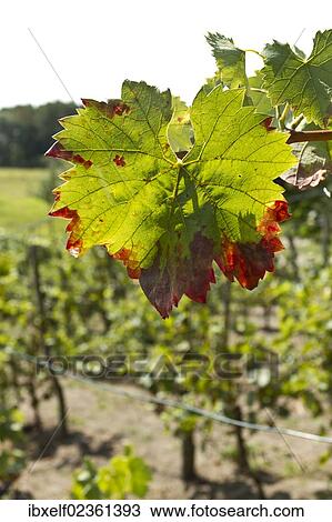 Stock Image - "Vine leaves, vine in a vineyard". Fotosearch