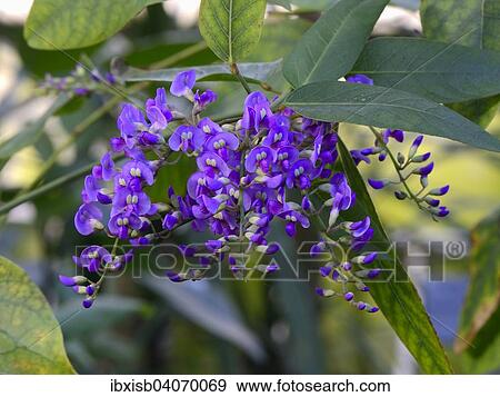 "Vine Lilac (Hardenbergia violacea), Australia, Oceania" View Large Photo Image Stock Photo - "Vine Lilac (Hardenbergia violacea), Australia, Oceania". Fotosearch