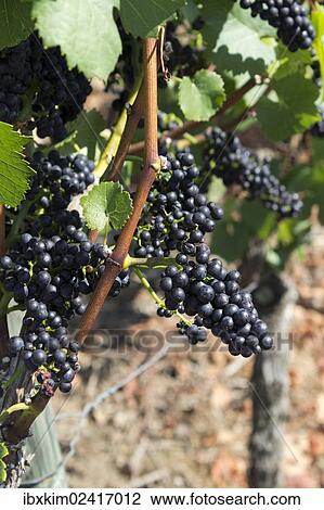 "Vine on the Rotweinwanderweg wine trail, Bad Neuenahr-Ahrweiler, Rhineland-Palatinate, Germany, Europe" View Large Photo Image Stock Image - "Vine on the Rotweinwanderweg wine trail, Bad Neuenahr-Ahrweiler, Rhineland-Palatinate, Germany, Europe". Fotosearch