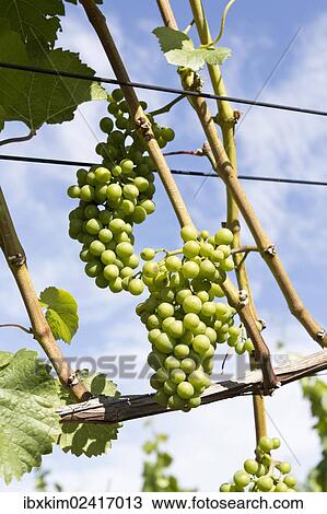 "Vine stock with grapes on the Rotweinwanderweg wine trail, Bad Neuenahr-Ahrweiler, Rhineland-Palatinate, Germany, Europe" View Large Photo Image Stock Image - "Vine stock with grapes on the Rotweinwanderweg wine trail, Bad Neuenahr-Ahrweiler, Rhineland-Palatinate, Germany, Europe". Fotosearch
