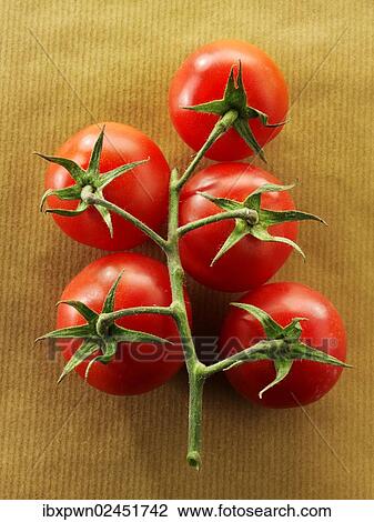 Vine tomatoes View Large Photo Image Stock Image - Vine tomatoes. Fotosearch