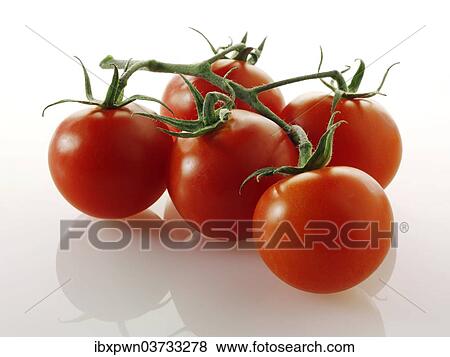 Stock Photo - Vine tomatoes. Fotosearch