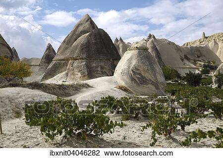 "Vines and tufa formations in Love Valley, Nevsehir Province, Cappadocia, Turkey, Asia" View Large Photo Image Stock Image - "Vines and tufa formations in Love Valley, Nevsehir Province, Cappadocia, Turkey, Asia". Fotosearch