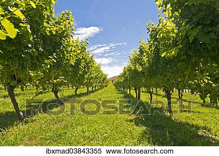 "Vines in a vineyard near Gisborne, East Cape, North Island, New Zealand, Oceania" View Large Photo Image Stock Photography - "Vines in a vineyard near Gisborne, East Cape, North Island, New Zealand, Oceania". Fotosearch