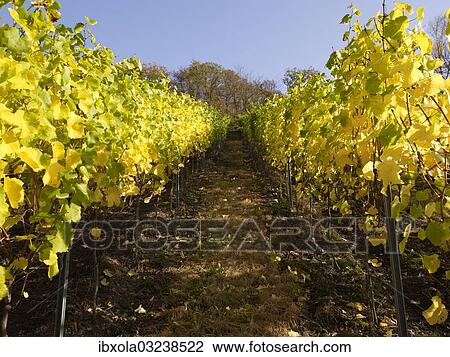 "Vines in autumn, Mayschoss, Ahrtal, Eifel, Rhineland-Palatinate, Germany, Europe" View Large Photo Image Stock Image - "Vines in autumn, Mayschoss, Ahrtal, Eifel, Rhineland-Palatinate, Germany, Europe". Fotosearch