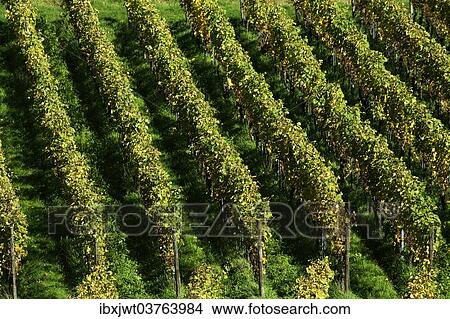"Vines in autumn, Vogtsburg im Kaiserstuhl, Baden-Wurttemberg, Germany, Europe" View Large Photo Image Picture - "Vines in autumn, Vogtsburg im Kaiserstuhl, Baden-Wurttemberg, Germany, Europe". Fotosearch