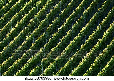 "Vines in autumn, Vogtsburg im Kaiserstuhl, Baden-Wurttemberg, Germany, Europe" View Large Photo Image Stock Photograph - "Vines in autumn, Vogtsburg im Kaiserstuhl, Baden-Wurttemberg, Germany, Europe". Fotosearch