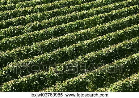 "Vines in autumn, Vogtsburg im Kaiserstuhl, Baden-Wurttemberg, Germany, Europe" View Large Photo Image Stock Photography - "Vines in autumn, Vogtsburg im Kaiserstuhl, Baden-Wurttemberg, Germany, Europe". Fotosearch
