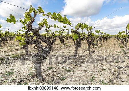"Vines, Nissan-lez-Enserune, Languedoc-Roussillon, France, Europe" View Large Photo Image Stock Photo - "Vines, Nissan-lez-Enserune, Languedoc-Roussillon, France, Europe". Fotosearch