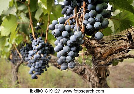 "Vines of the Malbec variety, Maipu vineyards, Mendoza Province, Argentina, South America" View Large Photo Image Stock Photo - "Vines of the Malbec variety, Maipu vineyards, Mendoza Province, Argentina, South America". Fotosearch