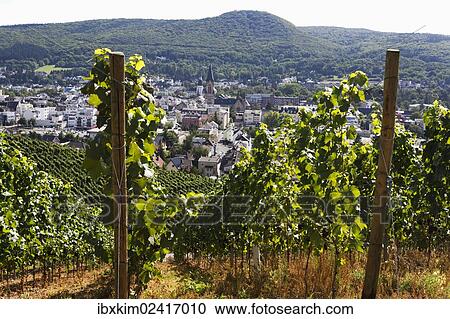 "Vines on the Rotweinwanderweg wine trail, Bad Neuenahr-Ahrweiler, Rhineland-Palatinate, Germany, Europe" View Large Photo Image Stock Image - "Vines on the Rotweinwanderweg wine trail, Bad Neuenahr-Ahrweiler, Rhineland-Palatinate, Germany, Europe". Fotosearch