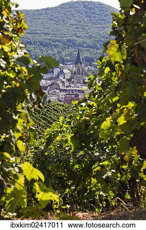"Vines on the Rotweinwanderweg wine trail, Bad Neuenahr-Ahrweiler, Rhineland-Palatinate, Germany, Europe" View Large Photo Image Stock Image - "Vines on the Rotweinwanderweg wine trail, Bad Neuenahr-Ahrweiler, Rhineland-Palatinate, Germany, Europe". Fotosearch