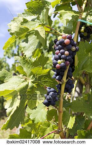 "Vines on the Rotweinwanderweg wine trail, Bad Neuenahr-Ahrweiler, Rhineland-Palatinate, Germany, Europe" View Large Photo Image Stock Photo - "Vines on the Rotweinwanderweg wine trail, Bad Neuenahr-Ahrweiler, Rhineland-Palatinate, Germany, Europe". Fotosearch