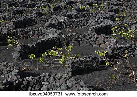 "Vines protected by dry walls made of lava rocks, globally unique vineyards on volcanic ash, dry field cultivation, vineyards La Geria, volcanic landscape, Lanzarote, Canary Islands, Spain, Europe" View Large Photo Image Stock Image - "Vines protected by dry walls made of lava rocks, globally unique vineyards on volcanic ash, dry field cultivation, vineyards La Geria, volcanic landscape, Lanzarote, Canary Islands, Spain, Europe". Fotosearch