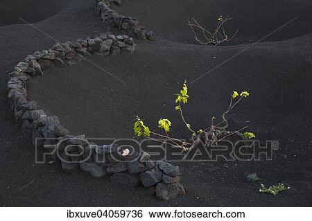 Stock Photograph - "Vines protected by dry walls made of lava rocks, globally unique vineyards on volcanic ash, dry field cultivation, vineyards La Geria, volcanic landscape, Lanzarote, Canary Islands, Spain, Europe". Fotosearch