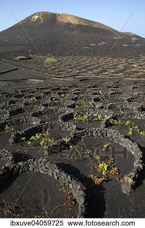 "Vines protected by dry walls made of lava rocks, globally unique vineyards on volcanic ash, dry field cultivation, vineyards La Geria, volcanic landscape, Lanzarote, Canary Islands, Spain, Europe" View Large Photo Image Stock Photography - "Vines protected by dry walls made of lava rocks, globally unique vineyards on volcanic ash, dry field cultivation, vineyards La Geria, volcanic landscape, Lanzarote, Canary Islands, Spain, Europe". Fotosearch