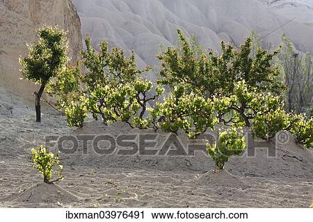 "Vines, tufa formations, Goreme National Park, Cappadocia, Central Anatolia Region, Anatolia, Turkey, Asia" View Large Photo Image Stock Image - "Vines, tufa formations, Goreme National Park, Cappadocia, Central Anatolia Region, Anatolia, Turkey, Asia". Fotosearch