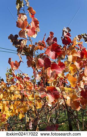 "Vines, vine leaves in autumn colours, vineyard on Ahrsteig mountain, Ehlinger Ley, Ahr valley near Ehlingen, Heimersheim, Bad Neuenahr, Rhineland-Palatinate, Germany, Europe" View Large Photo Image Stock Image - "Vines, vine leaves in autumn colours, vineyard on Ahrsteig mountain, Ehlinger Ley, Ahr valley near Ehlingen, Heimersheim, Bad Neuenahr, Rhineland-Palatinate, Germany, Europe". Fotosearch