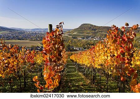 "Vines, vine leaves in autumn colours, vineyard on Ahrsteig mountain, Ehlinger Ley, Ahr valley near Ehlingen, Heimersheim, Bad Neuenahr, Rhineland-Palatinate, Germany, Europe" View Large Photo Image Stock Image - "Vines, vine leaves in autumn colours, vineyard on Ahrsteig mountain, Ehlinger Ley, Ahr valley near Ehlingen, Heimersheim, Bad Neuenahr, Rhineland-Palatinate, Germany, Europe". Fotosearch