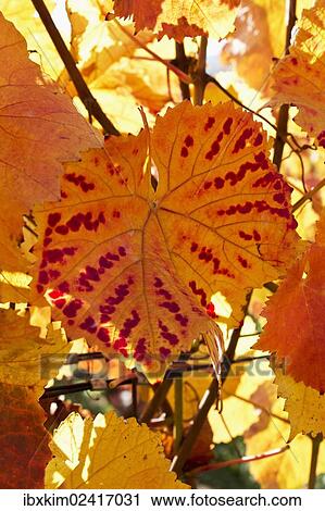 "Vines, vine leaves in autumn colours, vineyard on Ahrsteig mountain, Ehlinger Ley, Ahr valley near Ehlingen, Heimersheim, Bad Neuenahr, Rhineland-Palatinate, Germany, Europe" View Large Photo Image Stock Image - "Vines, vine leaves in autumn colours, vineyard on Ahrsteig mountain, Ehlinger Ley, Ahr valley near Ehlingen, Heimersheim, Bad Neuenahr, Rhineland-Palatinate, Germany, Europe". Fotosearch