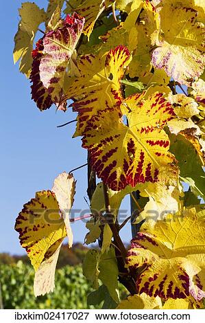 "Vines, vine leaves in autumn colours, vineyard on Ahrsteig mountain, Ehlinger Ley, Ahr valley near Ehlingen, Heimersheim, Bad Neuenahr, Rhineland-Palatinate, Germany, Europe" View Large Photo Image Stock Photo - "Vines, vine leaves in autumn colours, vineyard on Ahrsteig mountain, Ehlinger Ley, Ahr valley near Ehlingen, Heimersheim, Bad Neuenahr, Rhineland-Palatinate, Germany, Europe". Fotosearch