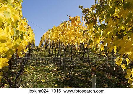 Stock Photograph - "Vines, vine leaves in autumn colours, vineyard on Ahrsteig mountain, Ehlinger Ley, Ahr valley near Ehlingen, Heimersheim, Bad Neuenahr, Rhineland-Palatinate, Germany, Europe". Fotosearch
