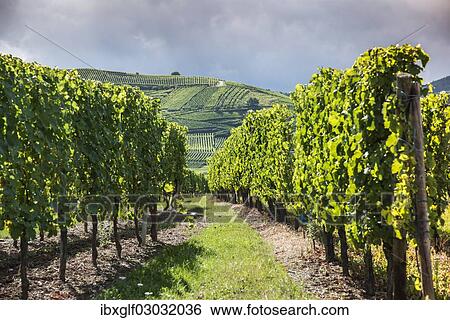 "Vines, vineyards, Weinberg, Katzenthal, Alsace, France, Europe" View Large Photo Image Stock Photograph - "Vines, vineyards, Weinberg, Katzenthal, Alsace, France, Europe". Fotosearch