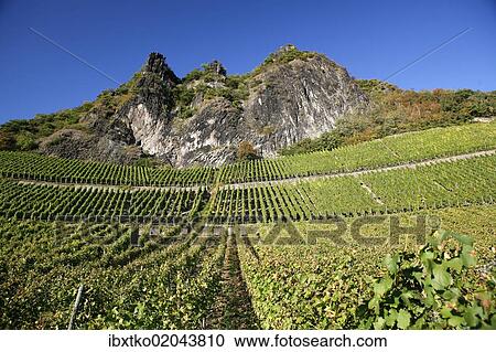 "Vines, vineyards, wine-growing area on Drachenfels mountain, Siebengebirge range, Bad Honnef, North Rhine-Westphalia, Germany, Europe" View Large Photo Image Stock Image - "Vines, vineyards, wine-growing area on Drachenfels mountain, Siebengebirge range, Bad Honnef, North Rhine-Westphalia, Germany, Europe". Fotosearch